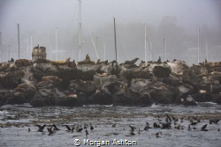 That’s a lot of Sea Lions - Coast Guard Pier, Monterey by Morgan Ashton 
